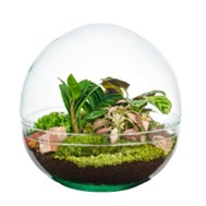 Ecosistema Earth