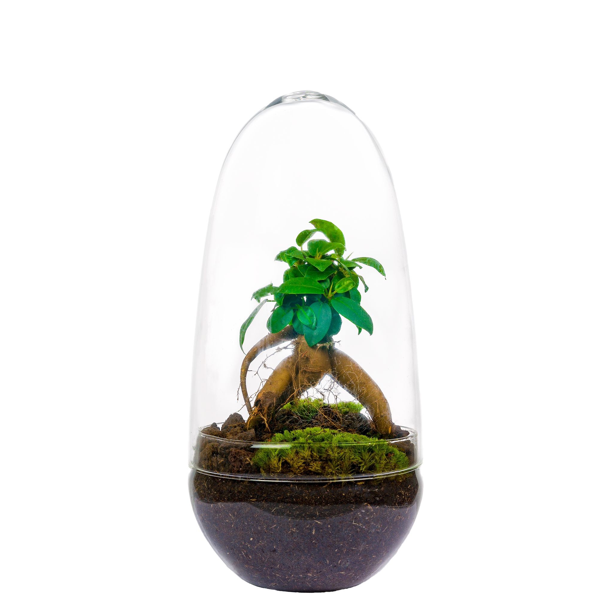 Ecosistema Cap Medium