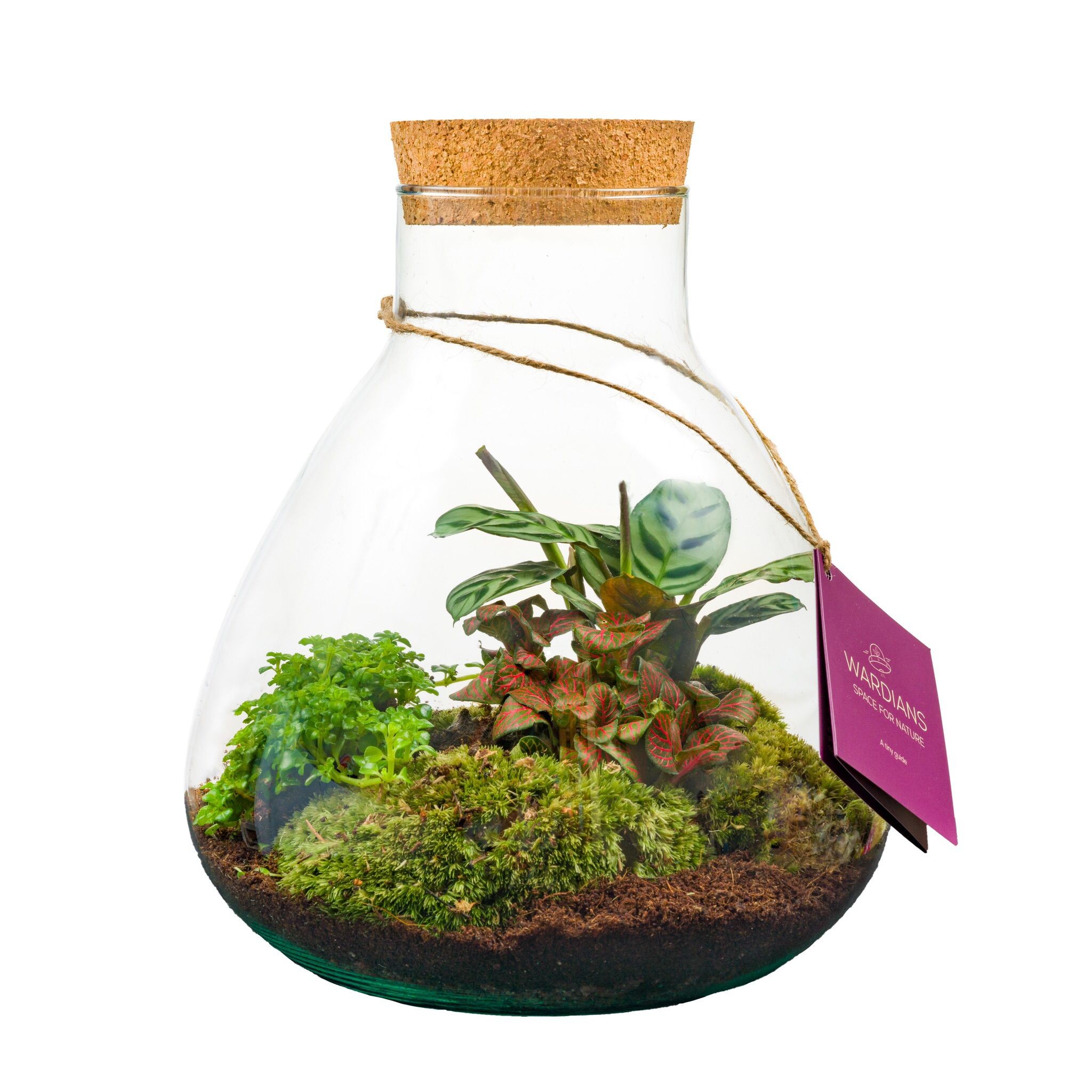 Ecosistema Erlenmeijer Medium