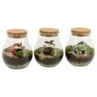 Ecosistema Magic 90365