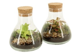 Ecosistema Botella 90468
