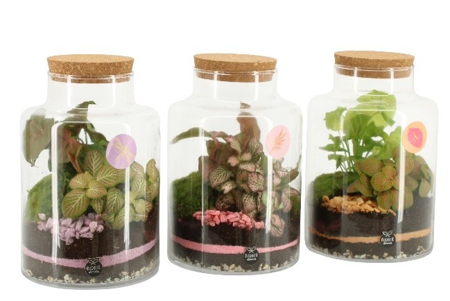 Ecosistema Big Bottle 11424